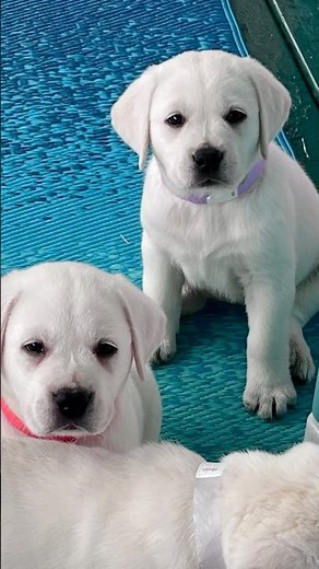 Adorable white English Lab puppies. #whitelab #loyallabradors #polarbear #puppy #cutepuppy #puppies
