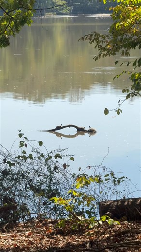 17K views · 472 reactions | Nature video for your Sunday. Featuring some  action. | Meteorologist Tim Buckley | Facebook