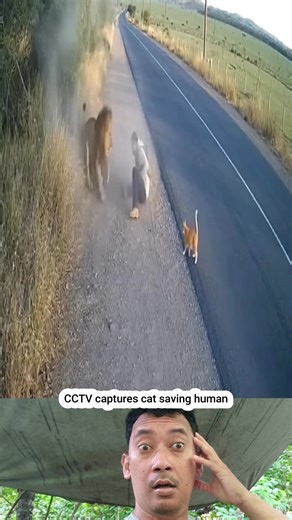 13K views · 189 reactions | Incredible CCTV footage shows a lion attacking a man, until a brave cat interferes and drives the predator away. | Husni Mubarak | Facebook