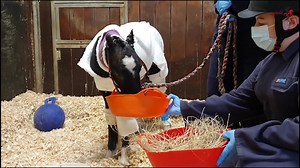 44K views · 2.3K reactions | Phoenix Fights! ❤️ It’s been quite a...