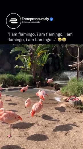 Entrepreneurs Ealy | 😭 Flamingos sleep while standing on one leg, often tucking their head into their feathers to conserve body heat and rest their neck.... | Instagram