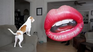 Dog vs Big Lips: Funny Dog Maymo