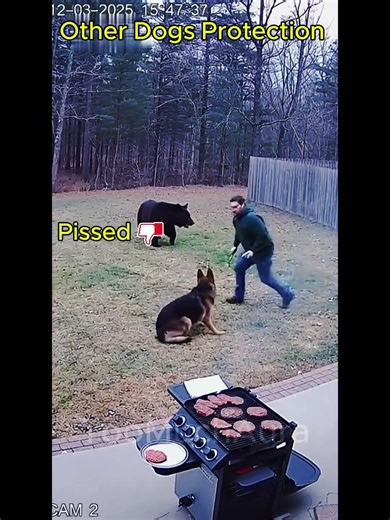 Other Dogs Protection Vs Last One !!!