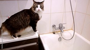 Fluffy house cat in the bathroom. He is watching as typed water in the tub. Kind of scared and surprised, but curious. Sits in the sink and watches
