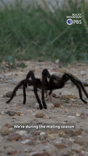 Tarantula mating season in Colorado