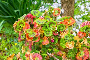 Comment identifier les maladies et les parasites sur votre géranium ?