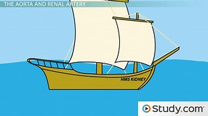 Blood Supply of the Kidneys