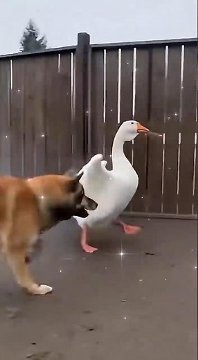 Goose vs Dog 💣 The Funniest War Ever! 😂🐶🦢