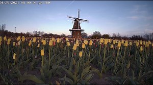 23K views · 332 reactions | Tulip Tracker Time-Lapse on a beautiful Tuesday. #heybud #MiHolland #wmiwx #miwx #tuliptime #holland #tulips #tuliptracker **Windmill Island is currently limited to 1,000 visitors at a time so we encourage you to plan ahead. On the weekends of Tulip Time (May 1/2 and 8/9), we will likely have to restrict access to the park so we highly encourage visits on a weekday or before or after the festival.** | City Of Holland, Michigan - City Hall | Facebook
