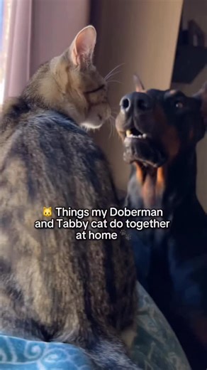 If you ever wonder what happens when you put a Doberman and tabby cat in a house to live together 😃 #doberman #dogs #cats #dogsandcats | diesel_dobie
