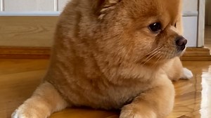 Dog, Spitz, House. Free Stock Video