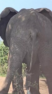 48K views · 500 reactions | Elephant tail is really tiny compared to...