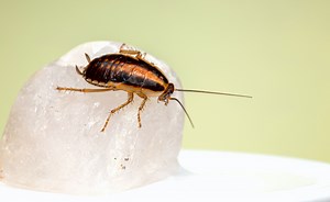 COCKROACHES | Ohio Valley Pest Control LLC