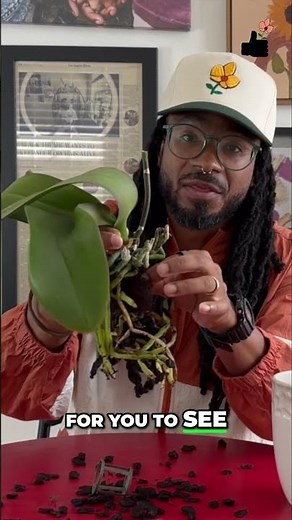 Is It Root Rot? Check This First