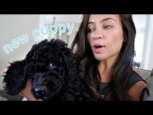 we gotta new puppy!? the DB method + zucchini boats: vlog