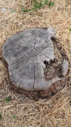 Tree stump #crack and ring