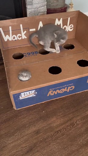 Mission Impawssible: A Cat's Hilarious Encounter with a Chewy Box