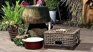 Clever girl Faith, round and round the toadstool to reach the posh nuts 😍🐾🐾❤️ | Mr Lumpy & Friends.
