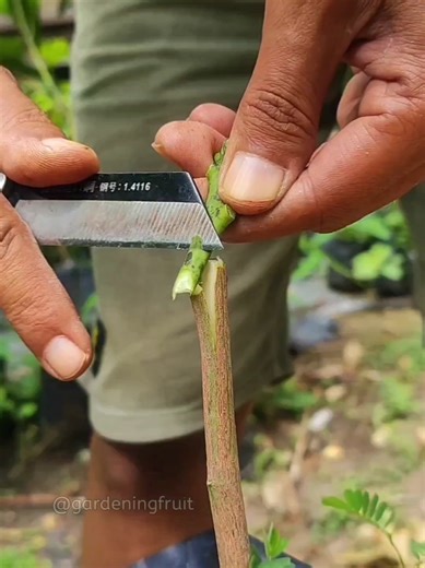 Mango Tree Propagation Techniques for Beginners