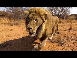 A Spring Lion Walk with Vayetse, Ginny and Livy | The Lion Whisperer