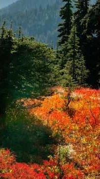 Easy Mount Rainier National Park Hike No. 2 #mtrainier #mountrainier #usnationalparks #hikes