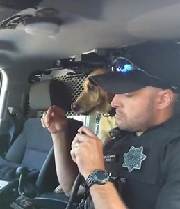 K9 Loki Final Radio Call! We wish him the best during retirement! He will be living with his handler. Thank you both for your service! | Georgia Police K9 Foundation