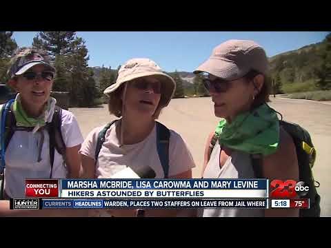 Check This Out: Explosion of butterflies in Lake Tahoe area