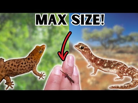 7 Tiny Geckos for Tiny Enclosures!