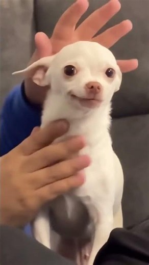 Niki my chihuahua are smiling like a human🤣😀