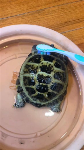 Giving My Tortoise a Bath: Tips and Tricks