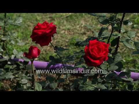 Exploring the vibrant Rose gardens of Nehru Park in full bloom