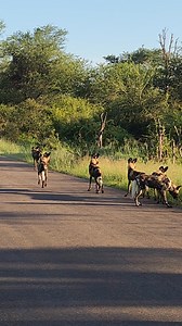 Watch as wild dogs go on a morning hunt in Kruger National Park | Nombekana Safaris and Wildlife Photography