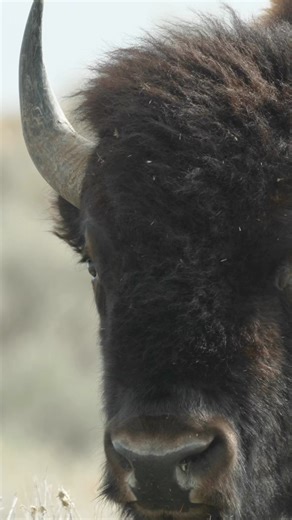6.7K views · 44 reactions | While they may look like fluffy cows, bison can be aggressive if you get too close. 怜 Here are some simple tips to avoid conflicts with these large mammals: bit.ly/4aVVt9s | Utah Division of Wildlife Resources | Facebook