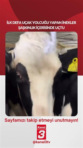 Cows, making their first ever airplane trip, flew away in amazement!