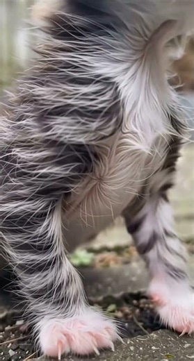 Helpless Kitten Struggles Every Step – Heartbreaking Fight to Survive 🐾😢