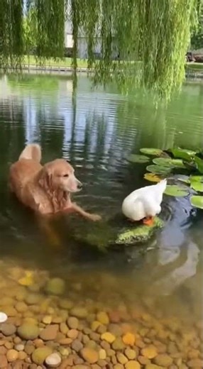 Dog Teaches Duck How to Swim