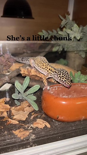 Watch me feed my two leopard geckos last night 🤗 #leopardgecko #leopardgeckosoftiktok #leopardgeckos #reptiles #reptilesoftiktok #reptilemom #reptilekeeper #reptileroom #reptilelove