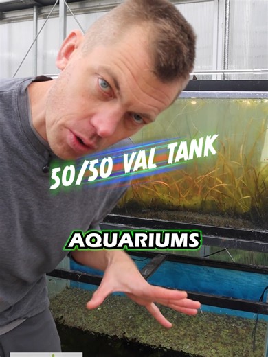 VAL 50/50 TANK UPDATE. Everyone should have a VAL TANK! Leopard Val won the battle here. Check out all the different types of VALLISNERIA we have available. Val is a heavy root feeder, so feed your plants where they eat with what they eat. Feed them dirt! Shop Now! TANK ON! 👇 VALLISNERIA 👇 https://dustinsfishtanks.com/collections/vallisneria-val-3-types-of-awesome-easy-background-plants Dustin's Dirt Packs. (Aquarium Substrate Our own Premier Mix) 👇 https://dustinsfishtanks.com/products/dusti