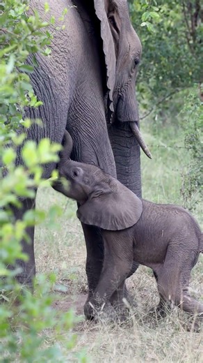 Baby Elephant Nursing in the Wild!