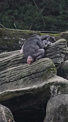 Chimpanzee/Pan troglodytes/Taipei Zoo