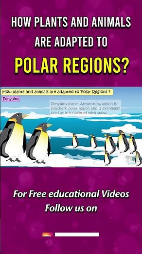Penguins | Plants and Animals in Polar Regions | Polar Region #penguins #polarregion