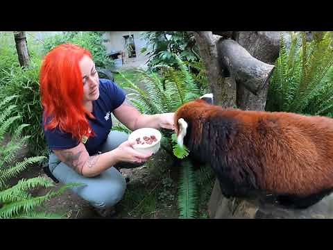 Senior Red Panda Moshu Enjoys Special Care, Snacks
