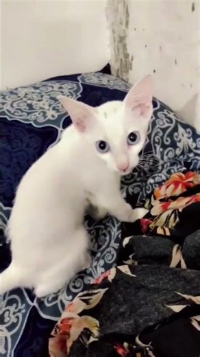 whn she meows #catreels#shortsfeed#ytshorts#viral#cat#meow#mybaby#mycat#family#new#search#turkishcat