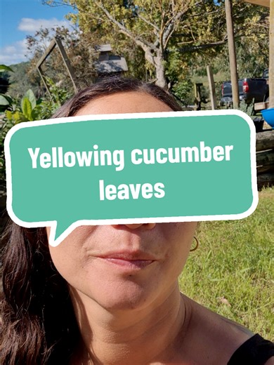 How to Revive Magnesium-Deficient Cucumbers Effectively