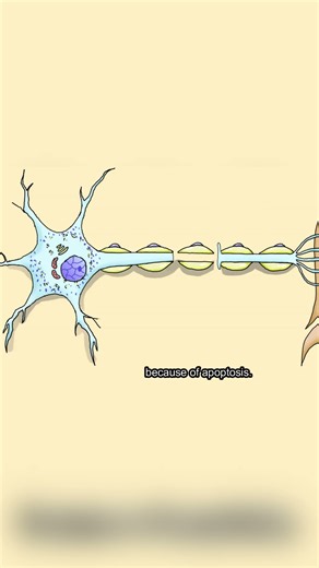 Chromatolysis : Explained through animation