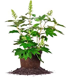 OAKLEAF Hydrangea - Size: 3 Gallon, Live Plant, Includes Special Blend Fertilizer & Planting Guide
