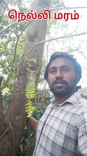 ArikaraChinnaa அரிகரசின்னா on Instagram: "வைட்டமின்-சி நிறைந்தது! நெல்லி மரம்! Botanical name : Philanthus emblica . . . #naturelovers #garden #tree #agriculture #medicinalplants #nativetrees"