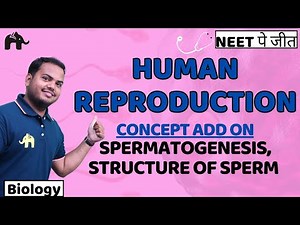 Human Reproduction Class 12 NEET | Spermatogenesis, Structure of Sperm | Biology