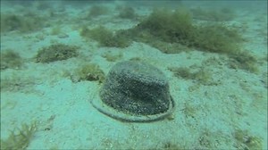 36 reactions · 11 comments | Underwater clean-up with a GoPro cam at NESTEA Beach. Look at what we found! | NESTEA | Facebook