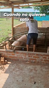 1.3M views · 14K reactions | Técnica muy rápida y efectiva ✅️ Granja Manantial #pork #pocos #pig #farming #Granjaescuela #emprender #Emprendimiento #Compartir #aprendizaje #colombia #porciculturacolombiana | Granja Manantial | Facebook